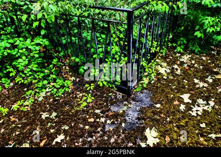 Terrasse von üppiger Vegetation in einem verlassenen Haus überfallen, Konzeptfotografie, Frankreich Stockfoto