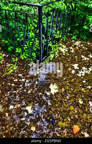 Terrasse von üppiger Vegetation in einem verlassenen Haus überfallen, Konzeptfotografie, Frankreich Stockfoto