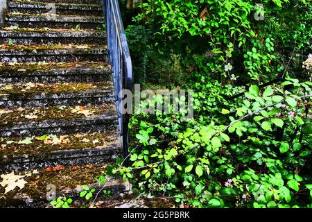 Treppen von üppiger Vegetation überfallen, Konzeptfotografie, Frankreich Stockfoto