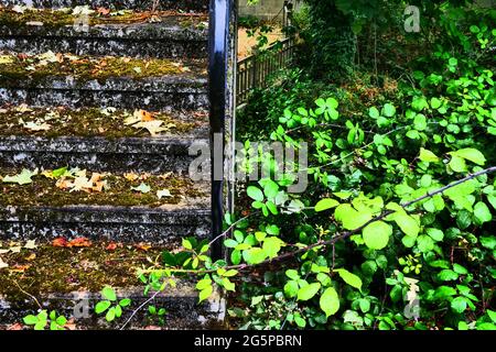 Treppen von üppiger Vegetation überfallen, Konzeptfotografie, Frankreich Stockfoto