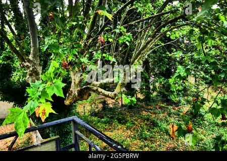 Terrasse von üppiger Vegetation in einem verlassenen Haus überfallen, Konzeptfotografie, Frankreich Stockfoto