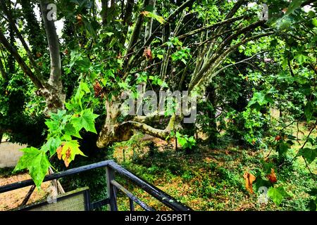 Terrasse von üppiger Vegetation in einem verlassenen Haus überfallen, Konzeptfotografie, Frankreich Stockfoto