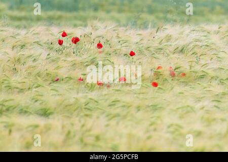 Gerstenfeld mit Mohnblumen, die im Wind weht - Schottland, Großbritannien Stockfoto