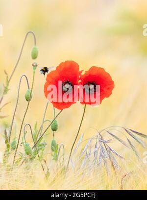 Hummel besucht rote Mohnblumen in Gerste und Hafer Feld gepflanzt, um die Tierwelt zu nutzen - Schottland, Großbritannien Stockfoto