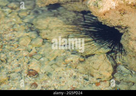 Seeigel mit langen Nadeln unter Stein bei Ebbe des roten Meeres Stockfoto