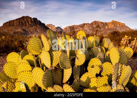Morning Light erhellt im Big Bend National Park einen blinden Kaktus aus stacheligen Birnen Stockfoto