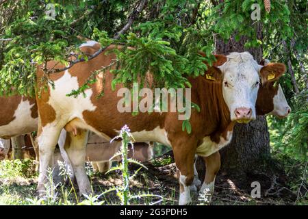 Rinder stehen im Schatten unter einem Baum auf einer Wiese in den österreichischen Alpen. Stockfoto
