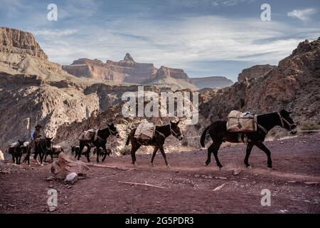 Grand Canyon National Park, USA: 7. März 2021: Maultiere fahren morgens auf dem South Kaibsb Trail, während sie ihre Ausrüstung von der Phantom Ranch tragen Stockfoto