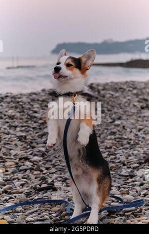 Welsh Corgi Pembroke tricolor steht auf den Hinterbeinen am Kiesstrand und zeigt seine Zunge witzig. Kleinster Hirte der Welt. Wanderwelpe auf dem Meer Stockfoto