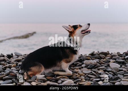 Der Welsh Corgi Pembroke tricolor sitzt morgens vor dem Hintergrund des blauen Meeres und der Morgendämmerung am Kiesstrand. Kleinster Hirte der Welt. Wanderwelpe in na Stockfoto