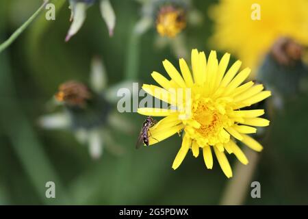 Schwebfliege (Pelecocera tricincta) auf dem Dandelion Stockfoto