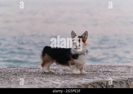 Welsh Corgi Pembroke Tricolor steht wunderschön und posiert am Pier am Morgen vor dem Hintergrund des blauen Meeres. Kleinster Hirte der Welt. Gehen Stockfoto