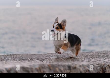 Pembroke tricolor Welsh Corgi läuft am Morgen vor dem Hintergrund des blauen Meeres fröhlich am Pier entlang. Kleinster Hirte der Welt. Wanderwelpe in der Natur i Stockfoto