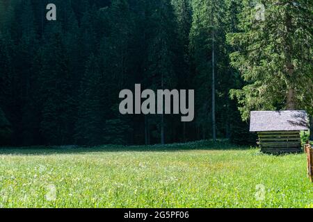 Landwirtschaftliche Scheune auf einer grünen Wiese und einem Waldgrund in den Salzburger Alpen in österreich Stockfoto