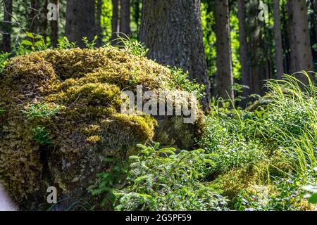 Ein mit Moos bewachsener Felsen in einem Wald Stockfoto