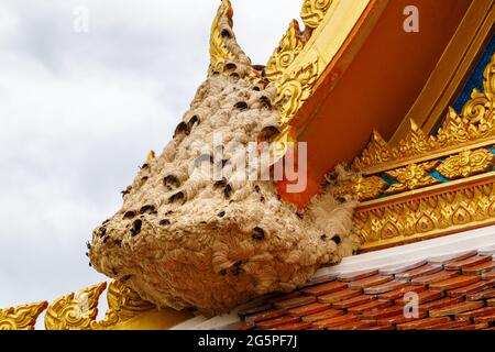 Wespen nisten am Rand des Tempeldachs. Nahaufnahme. Stockfoto