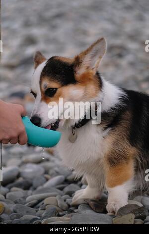 Der Welsh Corgi Pembroke Tricolor sitzt am Kiesstrand und trinkt dreissig Wasser vom Hundetrinker, das höflich vom Mann angeboten wird. Der Besitzer hält eine Wasserflasche mit Stockfoto