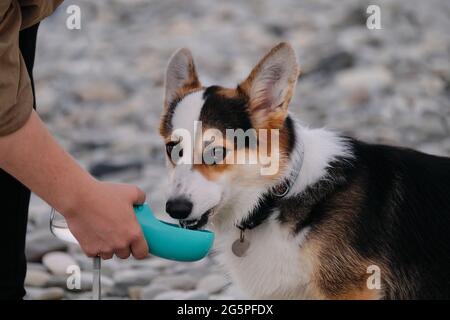 Der Welsh Corgi Pembroke Tricolor sitzt am Kiesstrand und trinkt dreissig Wasser vom Hundetrinker, das höflich vom Mann angeboten wird. Der Besitzer hält eine Wasserflasche mit Stockfoto