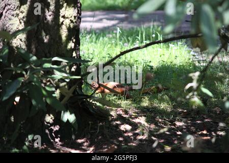 Rotes Eichhörnchen (Sciurus vulgaris) läuft auf einem Friedhof, Deutschland Stockfoto