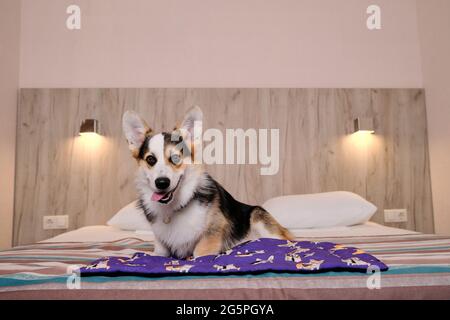 Corgi sitzt auf einem großen, komfortablen Doppelbett und wirbt für ein Motel zum Entspannen mit Haustieren. Welsh Corgi Pembroke Tricolor ruht in Hundefreund Stockfoto