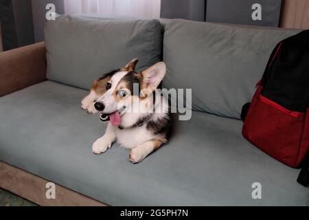 Corgi Hundereisender liegt und ruht auf einem weichen grünen bequemen Sofa und wirbt für ein Motel zum Entspannen mit Haustieren. Welsh Corgi Pembroke Tricolor ruht Stockfoto