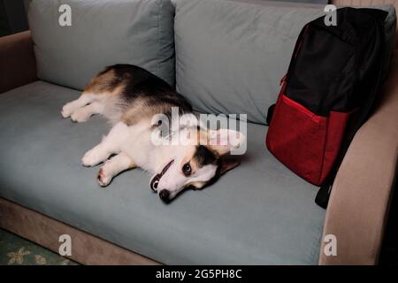 Corgi Hundereisender liegt und ruht auf einem weichen grünen bequemen Sofa und wirbt für ein Motel zum Entspannen mit Haustieren. Welsh Corgi Pembroke Tricolor ruht Stockfoto