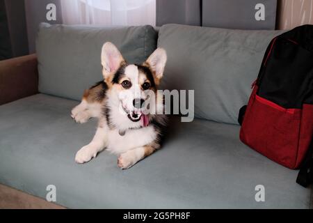 Corgi Hundereisender liegt und ruht auf einem weichen grünen bequemen Sofa und wirbt für ein Motel zum Entspannen mit Haustieren. Welsh Corgi Pembroke Tricolor ruht Stockfoto