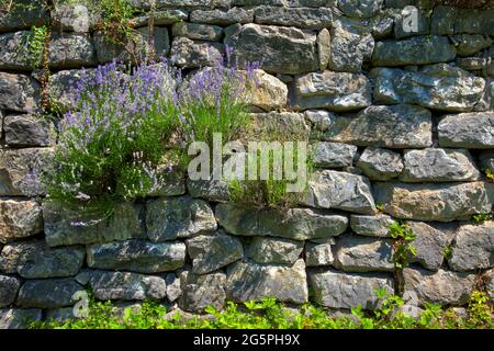 DE - BAVARIA: Lavendel (Lavandula angustifolia) an der Trockensteinmauer des Gartens Stockfoto