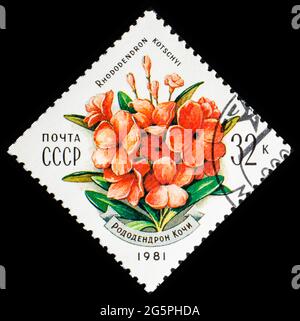 RUSSLAND, UdSSR - UM 1981: Eine Briefmarke aus der UdSSR mit Blumen Rhododendron kotschyi Stockfoto
