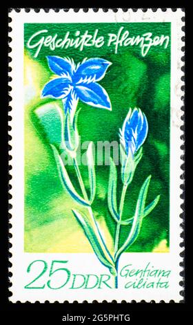 DEUTSCHLAND, DDR - UM 1970: Eine Briefmarke aus der DDR mit Blumen Gentiana ciliata Stockfoto