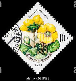 RUSSLAND, UdSSR - UM 1981: Eine Briefmarke aus der UdSSR mit Blumen Parageum Montanum Stockfoto
