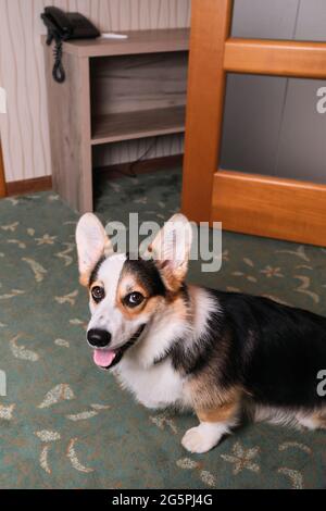 Welsh Corgi Pembroke Tricolor ruht sich in einem hundefreundlichen Hotel aus und genießt das Leben. Der Hund sitzt auf dem Teppich vor dem Hintergrund des Telefons auf dem Nachttisch. Stockfoto