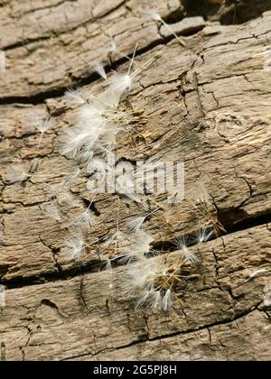 Vertikale Aufnahme von Dandelionflaum auf einer Holzoberfläche Stockfoto