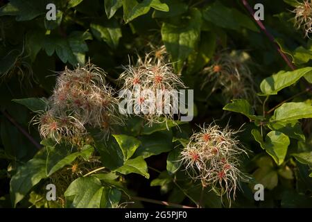 Hochwertige Full HD-Aufnahmen verschiedener Pflanzen, die hauptsächlich in der Amasya-Landschaft zu finden sind. Stockfoto