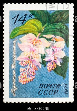 RUSSLAND, UdSSR - UM 1971: Eine Briefmarke aus der UdSSR mit Blumen Medinilla Magnifica Stockfoto