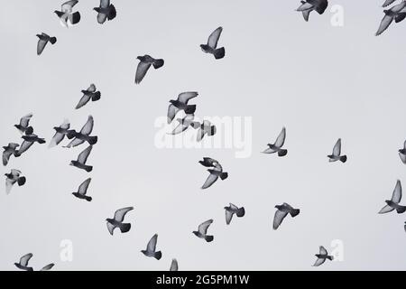 Schöne Tauben im Flug gegen den Himmel Stockfoto