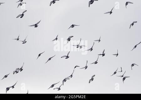 Schöne Tauben im Flug gegen den Himmel Stockfoto