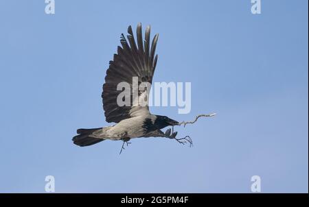 Eine Krähe fliegt mit einem Zweig im Schnabel Stockfoto