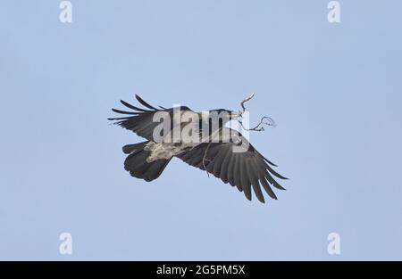 Eine Krähe fliegt mit einem Zweig im Schnabel Stockfoto