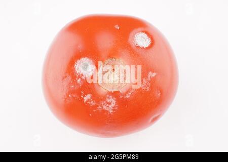 Tomate mit Schimmel auf weißem Hintergrund Stockfoto