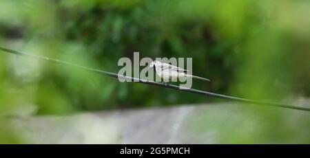 Bachstelze auf einem Draht im Dorf Stockfoto