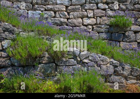 DE - BAVARIA: Lavendel (Lavandula angustifolia) entlang der Gartentreppe Stockfoto