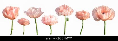 Set aus verschiedenen rosa Mohnblumen auf weißem Hintergrund isoliert. Mohnknospe. Rosafarbene Blume. Garten mehrjährige orientalischen Mohn. Banner. Sommerblumen. Stockfoto