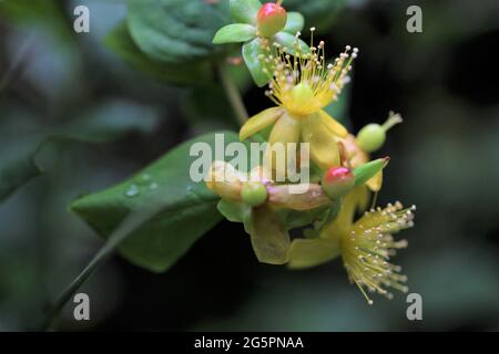 Nahaufnahme von Johanniskraut/Tutsan-Pflanze/Hypericum androsaemum Stockfoto