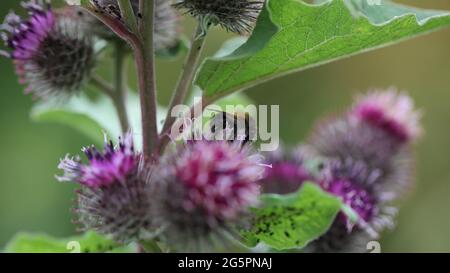 Natural World - Nahaufnahme einer schrillen Carder Biene / Bombus sylvarum, die auf einer violett blühenden Kleinwabengras/Arctium Minus auf Nahrungssuche geht Stockfoto