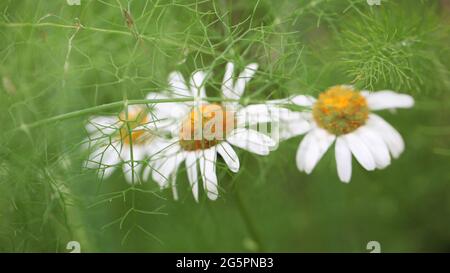 Nahaufnahme von Shasta Daisies durch ein Netzwerk von Ferny-Blättern Stockfoto