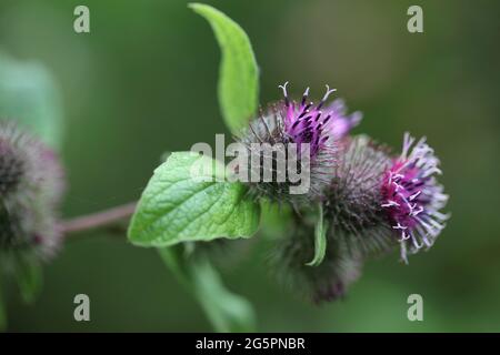 Natural World - Nahaufnahme einer schrillen Carder Biene / Bombus sylvarum, die auf einer violett blühenden Kleinwabengras/Arctium Minus auf Nahrungssuche geht Stockfoto