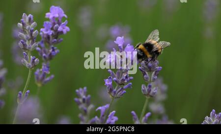 Wildlife & Natural World Concept - Nahaufnahme einer Weißschwanzbumblebee, die auf Kräuterpflanze Catswort / Nepeta racemosa Nahrungssuche Stockfoto