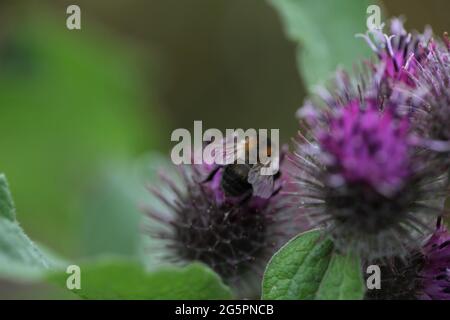 Natural World - Nahaufnahme einer schrillen Carder Biene / Bombus sylvarum, die auf einer violett blühenden Kleinwabengras/Arctium Minus auf Nahrungssuche geht Stockfoto