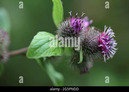 Natural World - Nahaufnahme einer schrillen Carder Biene / Bombus sylvarum, die auf einer violett blühenden Kleinwabengras/Arctium Minus auf Nahrungssuche geht Stockfoto